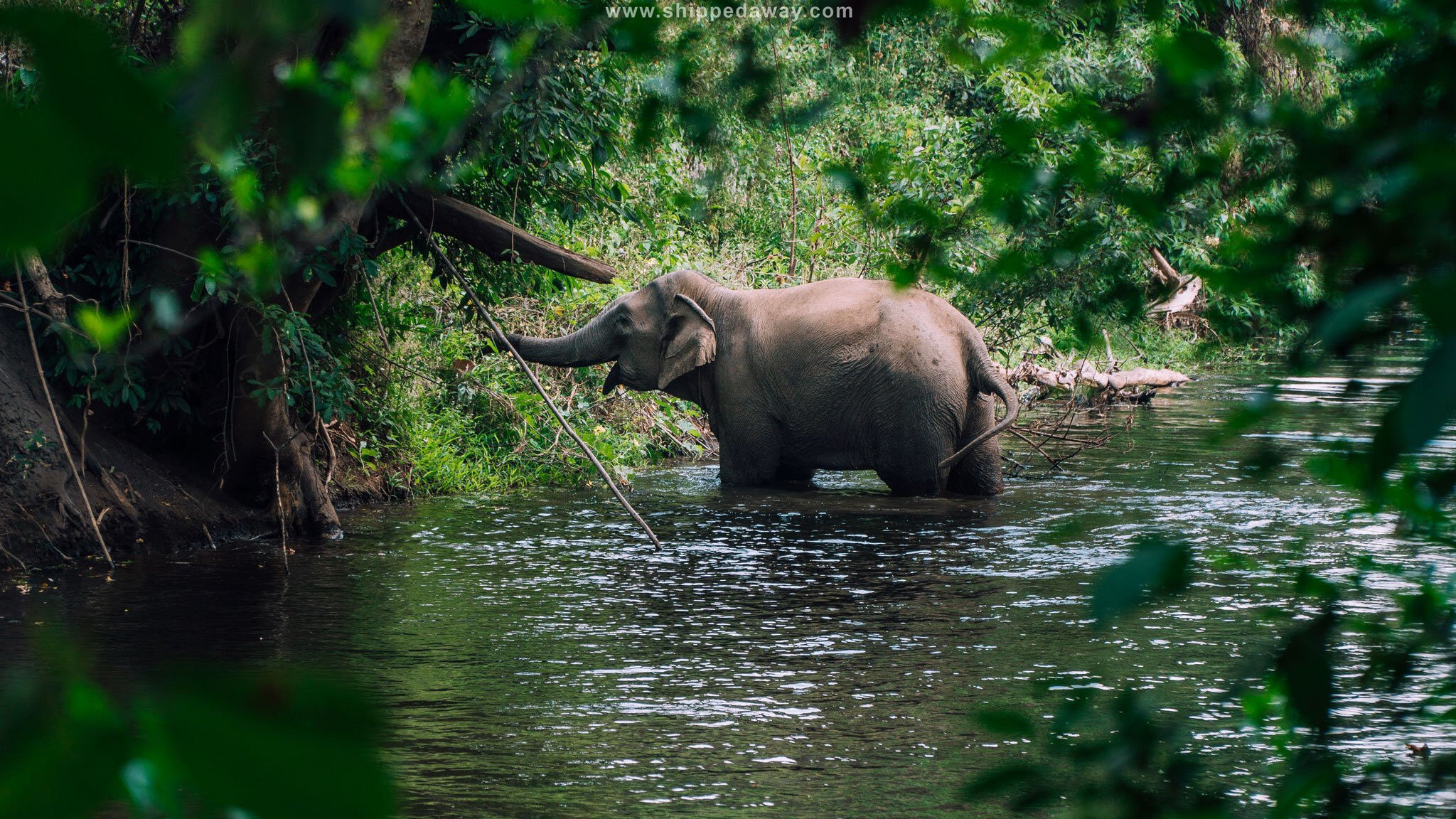 Elephant Safari in Buon Ma Thuot, Dak Lak Province